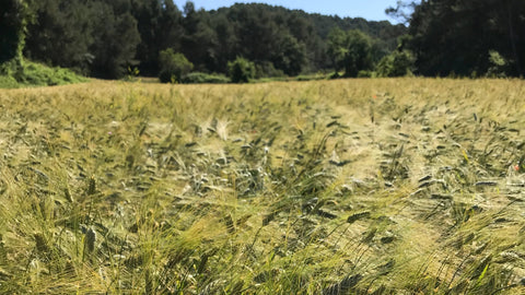 Campo de cereal ecológico